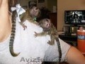 Maimuțe Marmoset Pentru Adopție