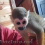 maimuțe masculi și femele pentru adopție/vânzare